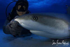 My friend Chang gets up close and creates shark hypnosis,... by Steven Anderson 